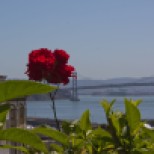 Rose and the Bay Bridge